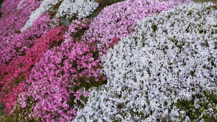 東広島市下三永福本の芝桜🌸 尺八にて日向木挽唄♪