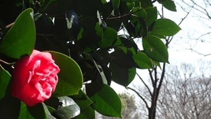 弥生九日。my桜さんぽ④横濱緋桜の花芽ふくらんで