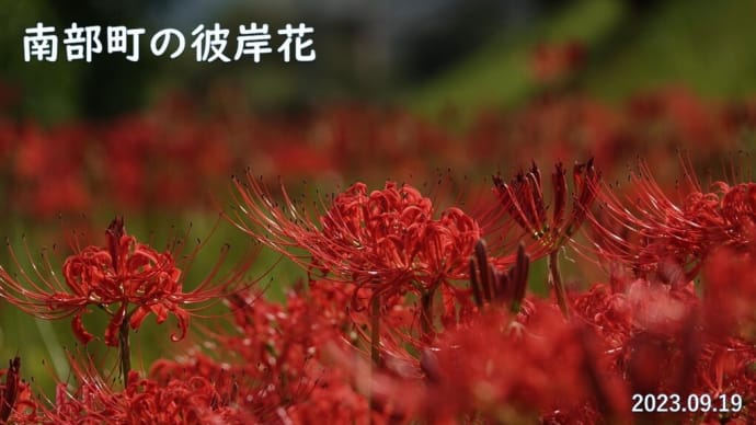 2023彼岸花② 南部町の彼岸花 9月19日