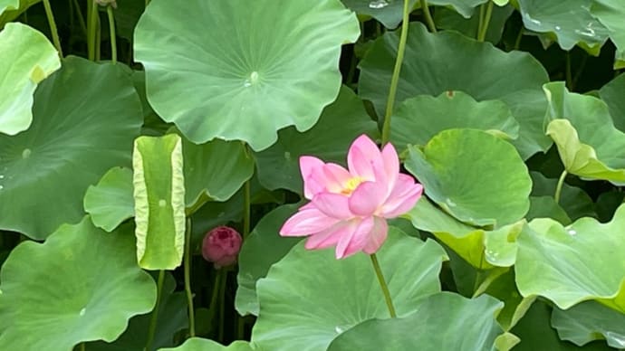 小雨の中、、、蓮と睡蓮
