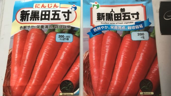 人参を播種しました!