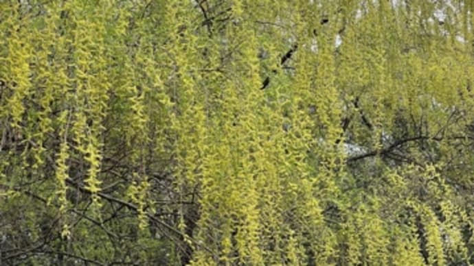 枝垂れ柳の花が落ち始めた散歩道🚶♂️🚶♀️