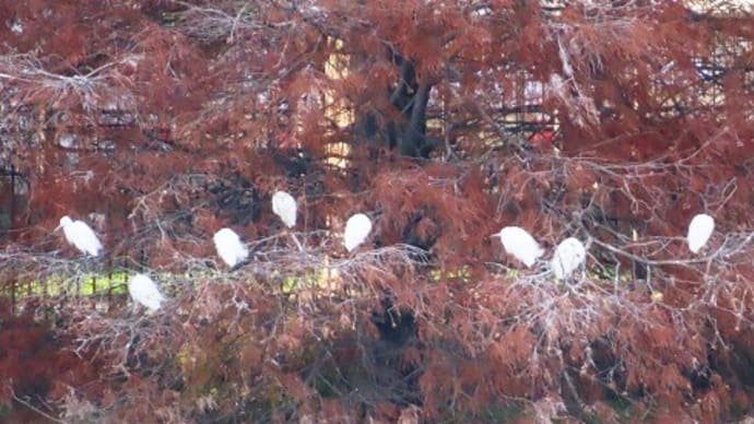 水賀池・土塔町公園・菰池