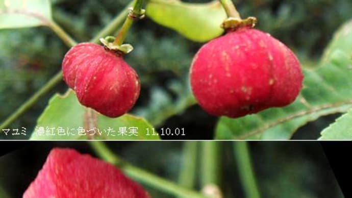 マユミ　濃紅色に色づいた果実