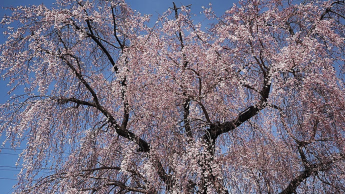 ★次々に咲く近場の花々 2025