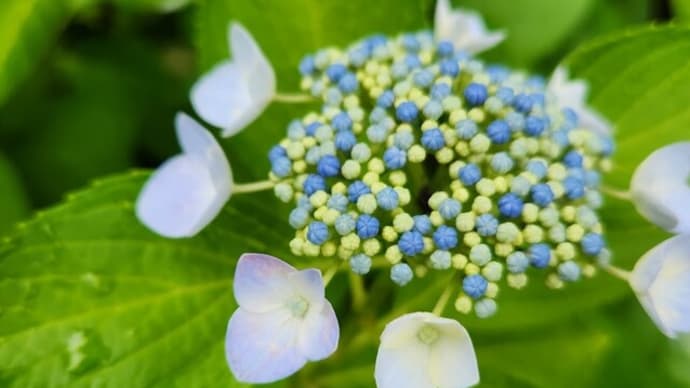 土方歳三の気持ちに寄り添いつつも自分の夢を考える
