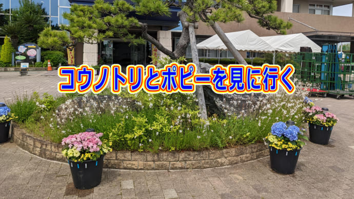 コウノトリとポピーを見に行く