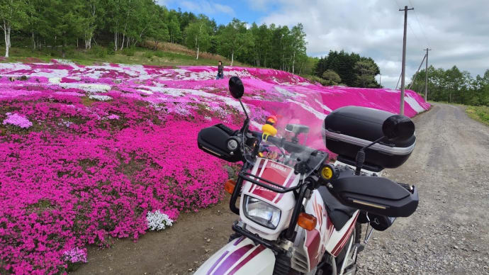 セロー225で芝桜ツー