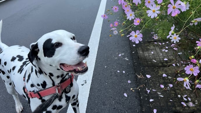 秋桜の咲く道