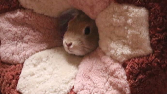 わちゃまるインフォメーション