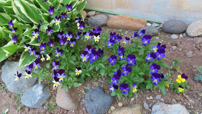 小さな花壇にそれぞれの植物が(*'▽')