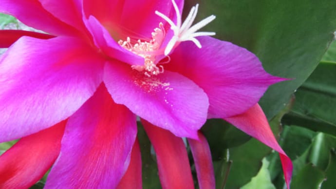 孔雀仙人掌の花(フォトチャンネル)