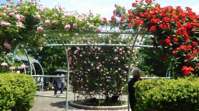バラを見に・・・智光山公園　都市緑化植物園へ