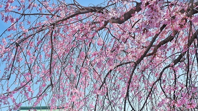 駒込しだれ桜めぐり・°*