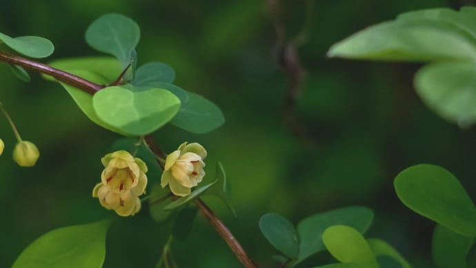 里山の春を彩る山野草2023 その2