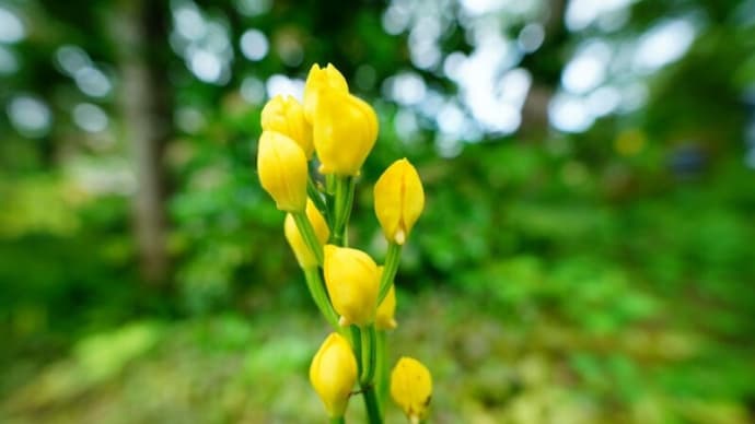 キンラン、ギンラン、ハクウンボク、ハンカチノキ(板橋区立赤塚植物園 2025.4.27撮影)