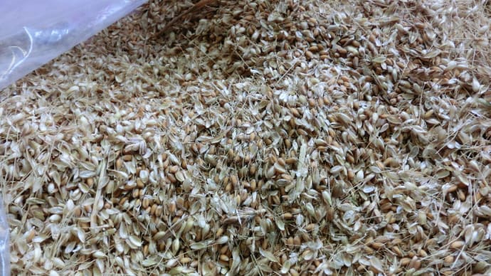 麦の籾すり
