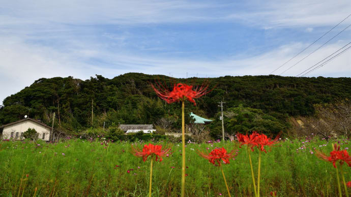 ◆還来寺を再び参拝。彼岸花とコスモスを観賞(旭市)