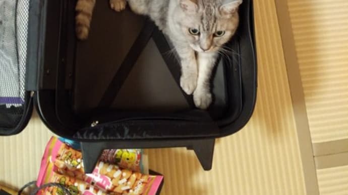 多分それは本能