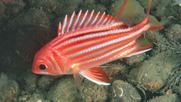 初見の魚
