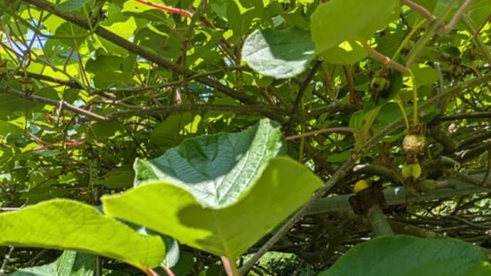 飴玉大に