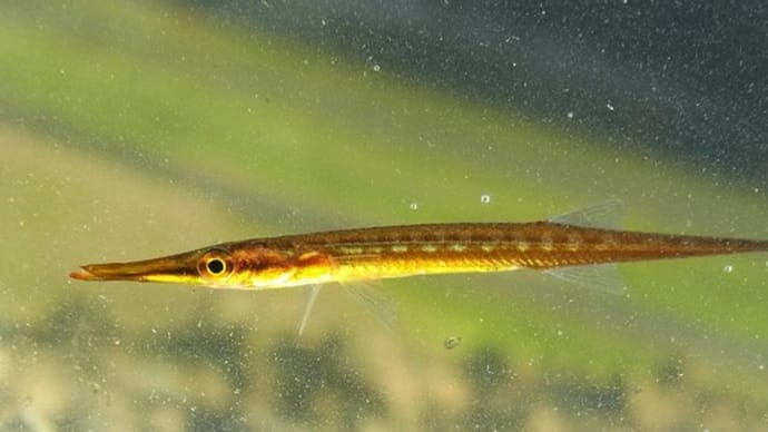 クダヤガラ:アマモ場ガサに誘われて①
