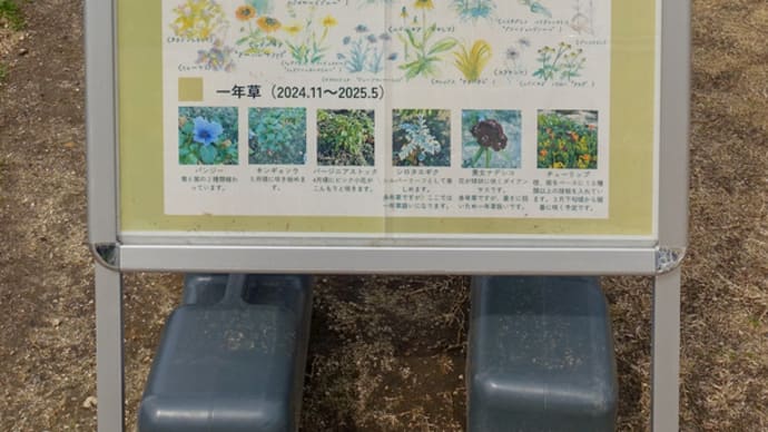 春の準備は桜だけじゃないよ!@鶴舞公園
