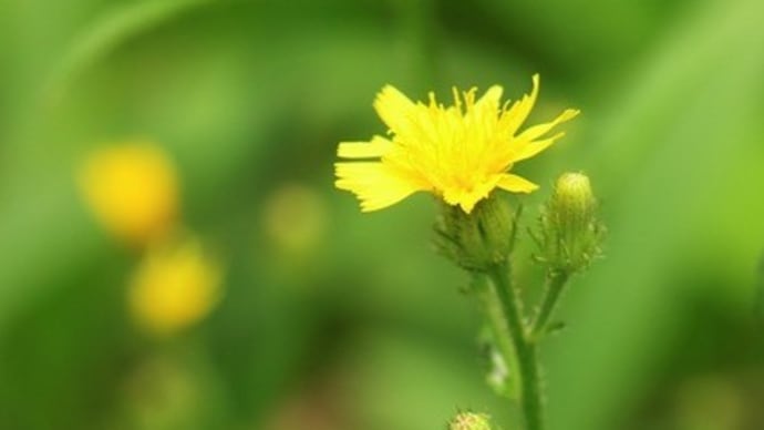 横浜四季の森公園のコウゾリナ