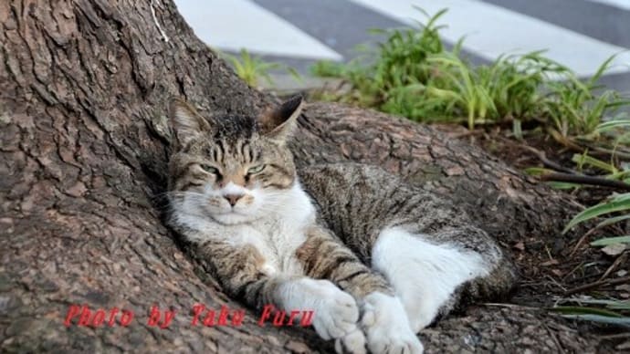 猫さんいろいろ