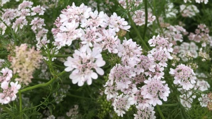パクチーの花