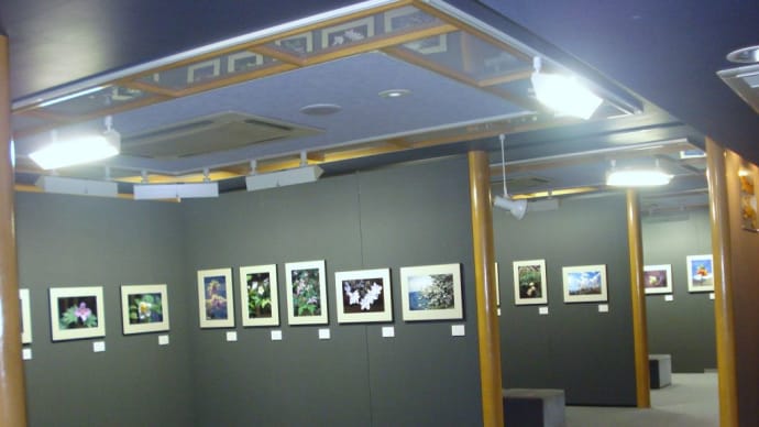 写真展植物達の四季開催中