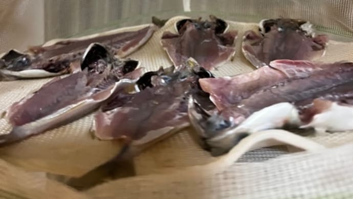 鯵の干物作り・・・釣りたての鯵をもらった