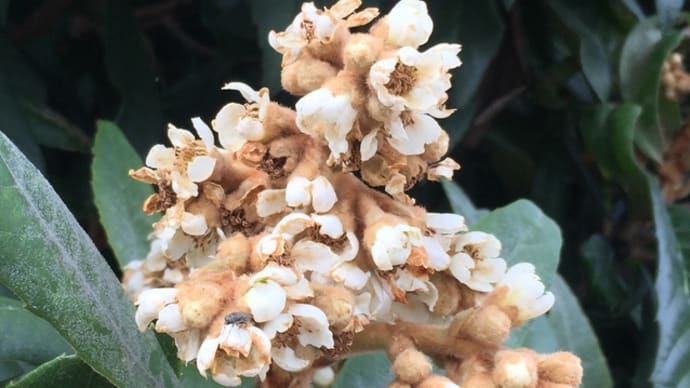 枇杷の花