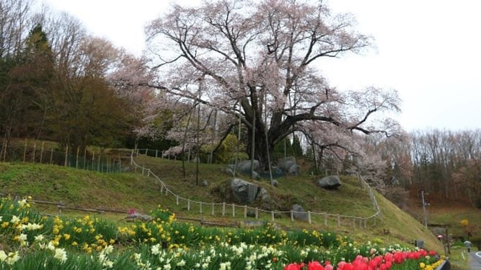 4/18 （日）越代の桜～山森沢桃源の里