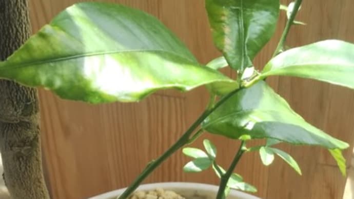 疑惑