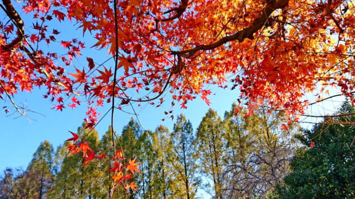 メタセコイアが紅葉する城北公園