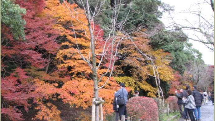 哲学の道　＜京都の紅葉＞