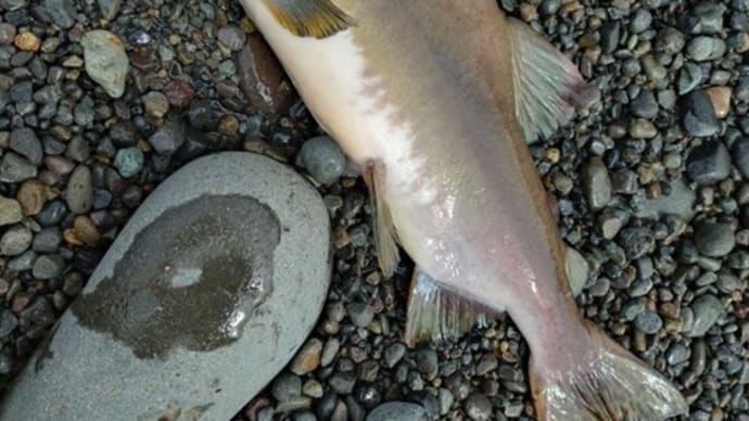 釣果写真、届きました~。