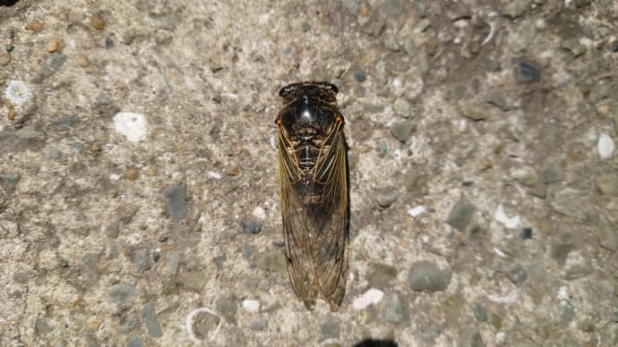 夏も終わりの蝉?地震