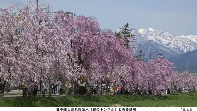 日中線しだれ桜並木