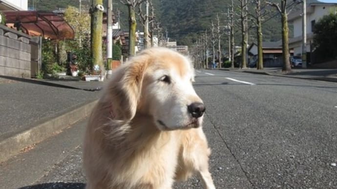 寒そうなフウの並木、お父さんの傍は暖かいよ 201108