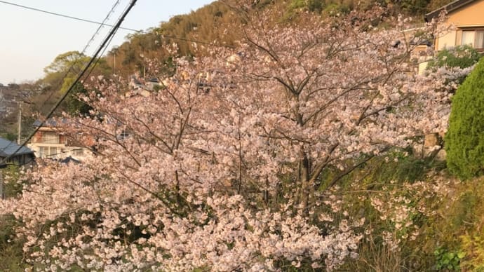 サロン前の桜②