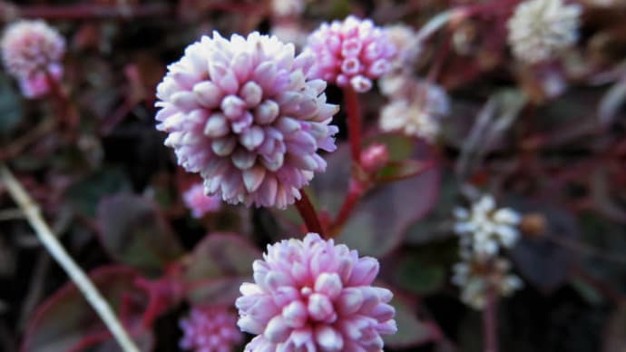 Polygonum