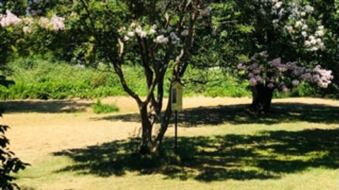 綺麗な百日紅