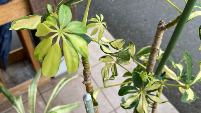寒さの第一関門突破!