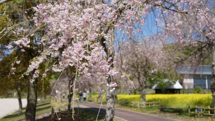 下松スポーツ公園の枝垂れ桜は１５分咲き