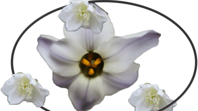 4/5 めぐり~小庭の花たち (1)