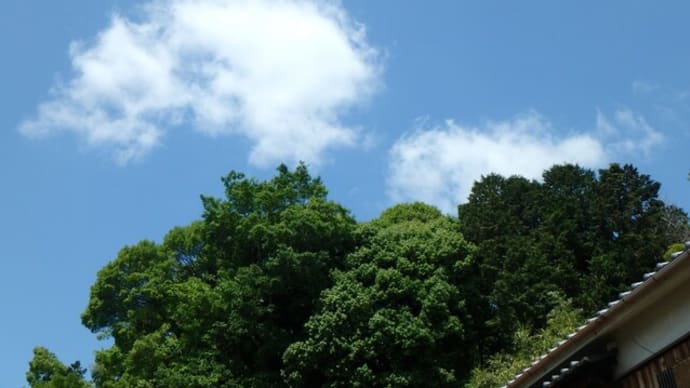 好天♪　夏野菜の植え付け