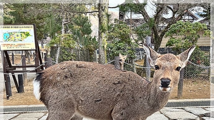 奈良で鹿さん達と♫ 2/4の思い出写真も！
