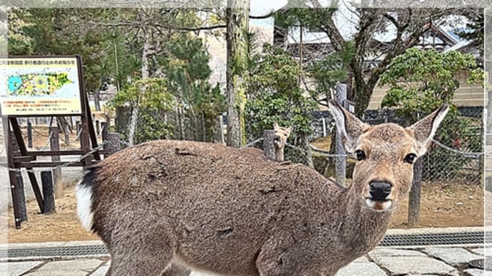 奈良で鹿さん達と♫ 2/4の思い出写真も!